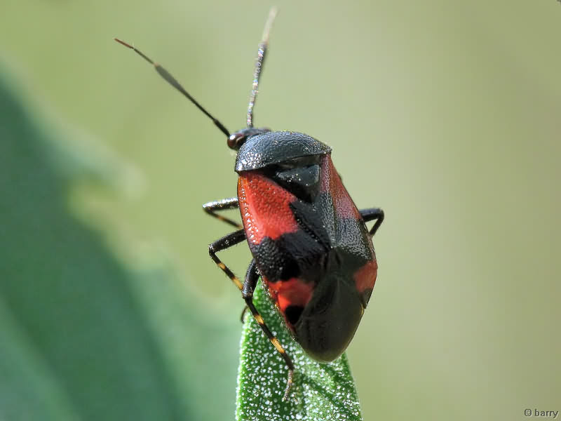 Deraeocoris scutellaris var. bellicosus